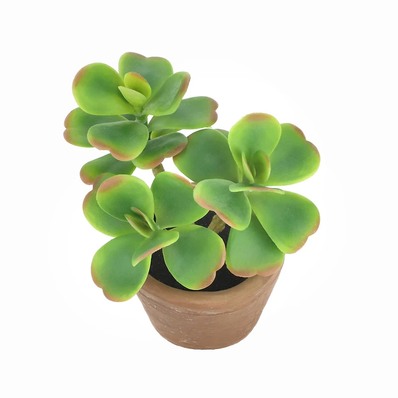 6.5" Jade Plant in Terra Cotta Pot by Ashland®