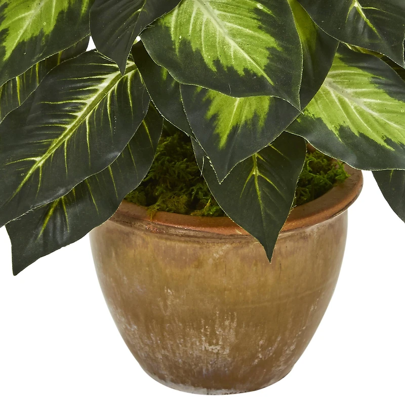 18" Dieffenbachia Tree In Ceramic Planter
