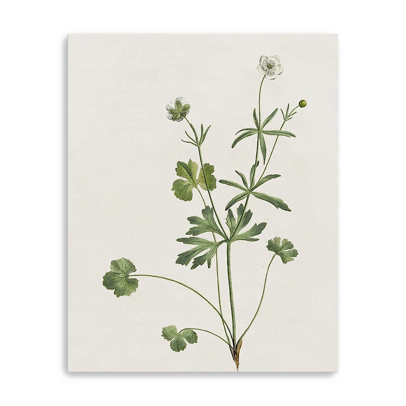 Wispy Botanical II Canvas Giclee