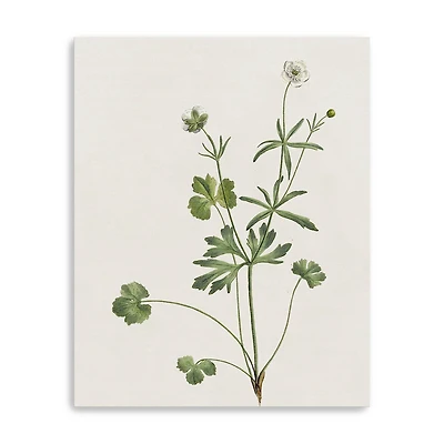 Wispy Botanical II Canvas Giclee