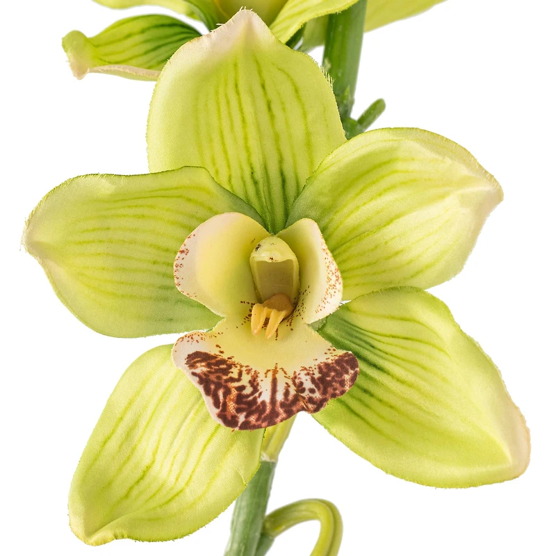 8 Pack: Pale Green Boat Orchid Stem by Ashland®