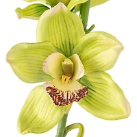 8 Pack: Pale Green Boat Orchid Stem by Ashland®