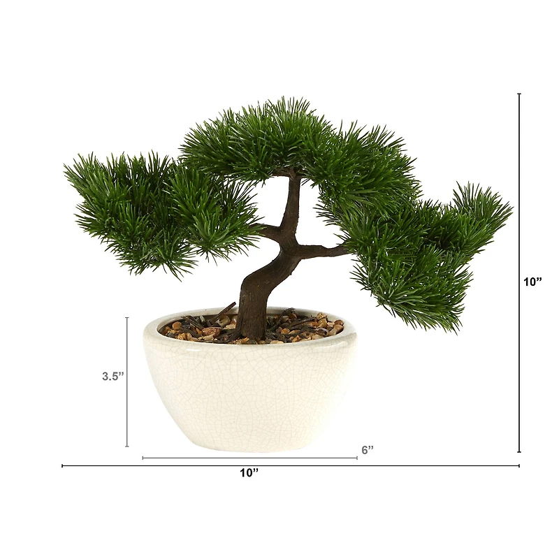10" Cedar Bonsai Tree in White Planter