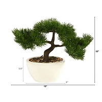 10" Cedar Bonsai Tree in White Planter