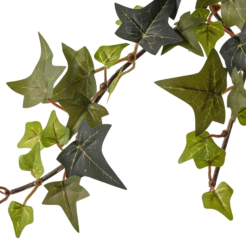 Star Ivy Bush by Ashland®