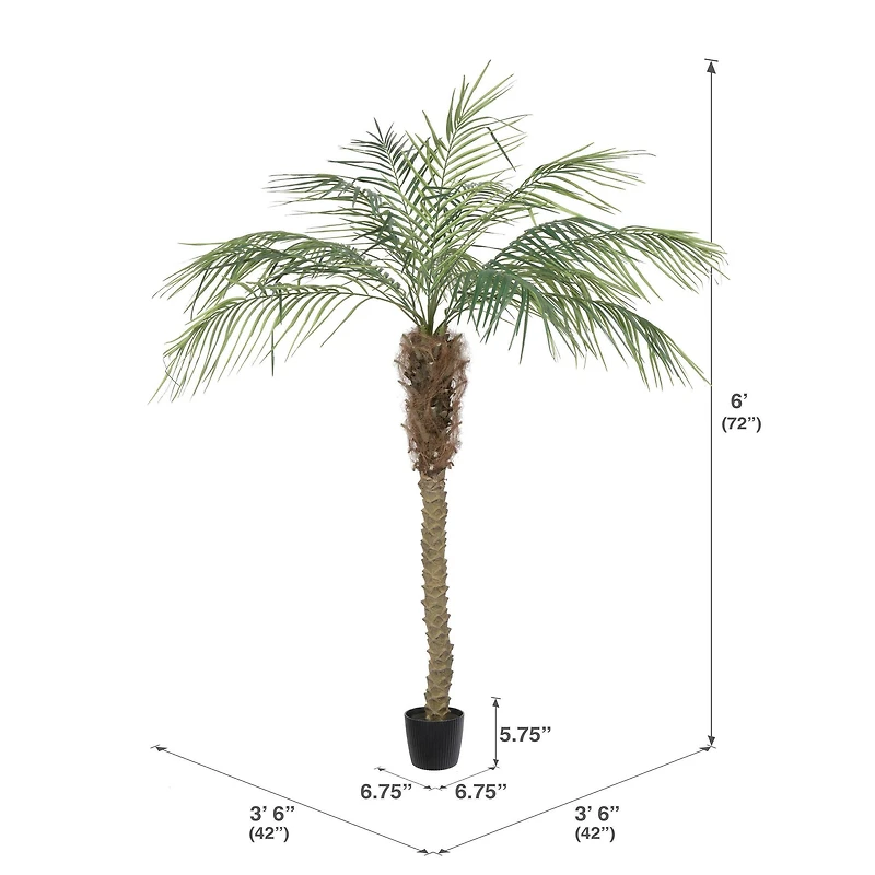 6ft. Potted Pheonix Palm Tree