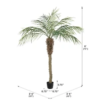 6ft. Potted Pheonix Palm Tree
