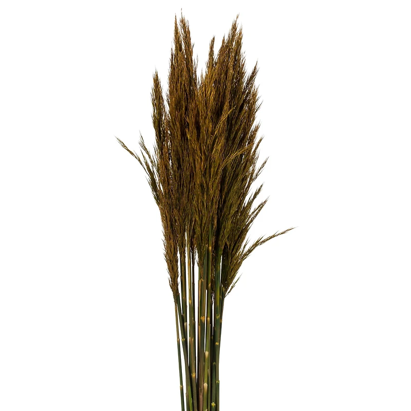 Plume Reed Preserved Bundle