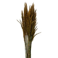 Plume Reed Preserved Bundle