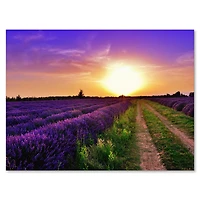 Designart - Lavender Field At Dawn II