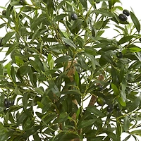 3ft. Olive Tree in Terracotta Planter