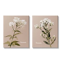 Stupell Industries White Boneset Flowers Soft Green White Brown Canvas Wall Art
