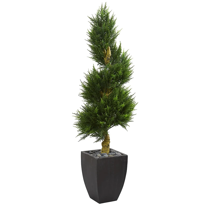 5.5ft. Cypress Spiral Tree in Black Wash Planter