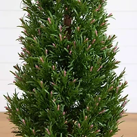 4ft. Potted UV Resistant Rosemary Cone Topiary Tree