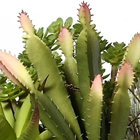 7.5" Succulent Plants in White Planter