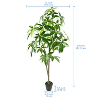 5ft. Potted Green Money Plant Tree by Ashland®