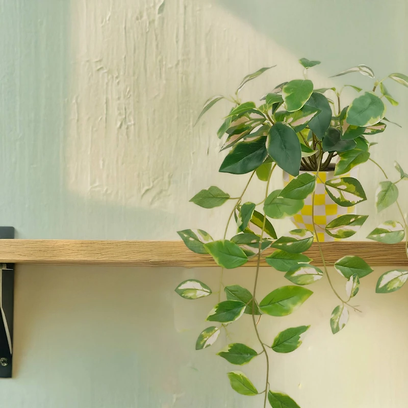 14" Hoya Carnosa in Yellow Checkered Ceramic Pot by Ashland®