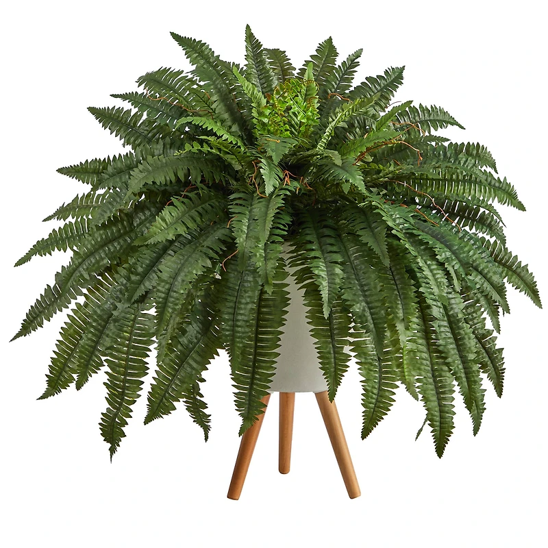 2.5ft. Boston Fern in White Planter with Legs