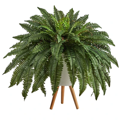 2.5ft. Boston Fern in White Planter with Legs