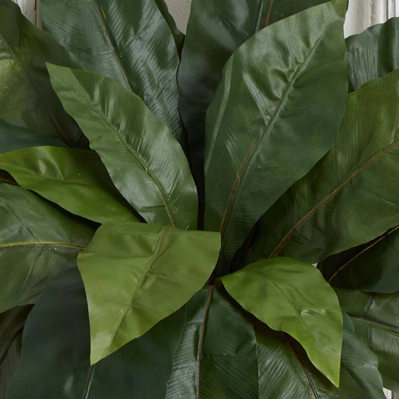 22" Bird's Nest Fern Plant, 3ct.
