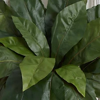 22" Bird's Nest Fern Plant, 3ct.