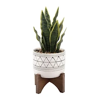 Flora Bunda® 12" Snake Plant In Ceramic On Stand