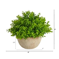 5'' Boxwood Artificial Plant in Decorative Planter