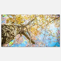 Designart - Under Branch of Yellow Cherry Tree