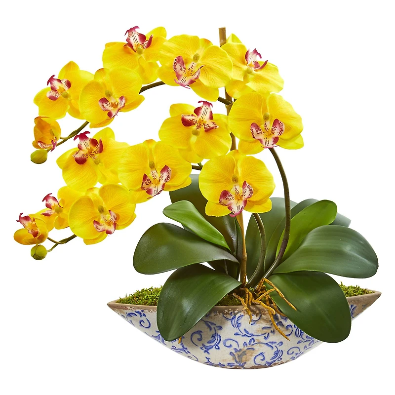16" Moth Orchid Arrangement in Vase