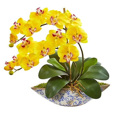 16" Moth Orchid Arrangement in Vase