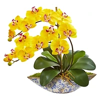 16" Moth Orchid Arrangement in Vase