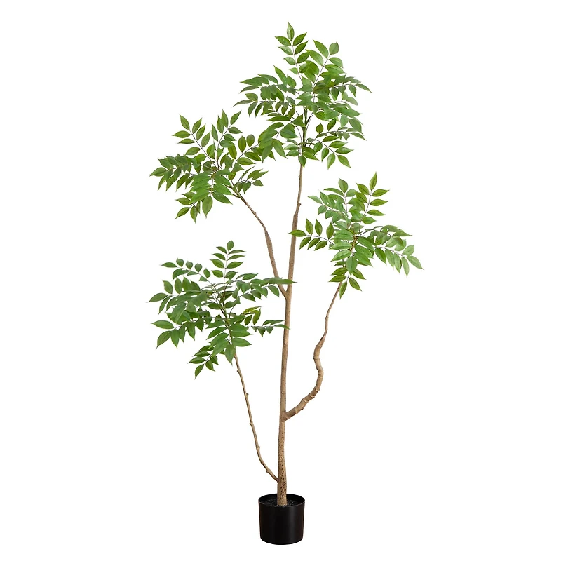 5ft. Potted Pieris Tree