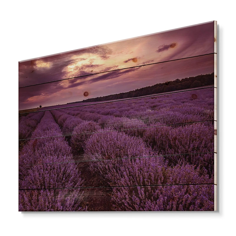 Designart - Sunrise & Dramatic Clouds Over Lavender Field III