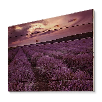 Designart - Sunrise & Dramatic Clouds Over Lavender Field III