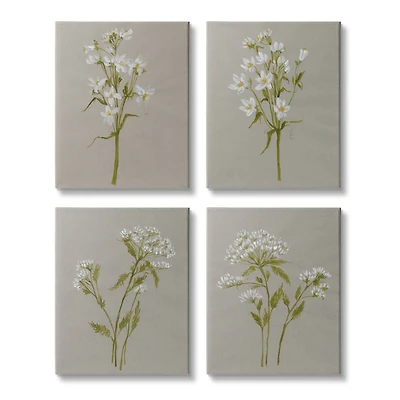 Stupell Industries Vintage White Wild Flower Study Soft Petals,16" x 20"