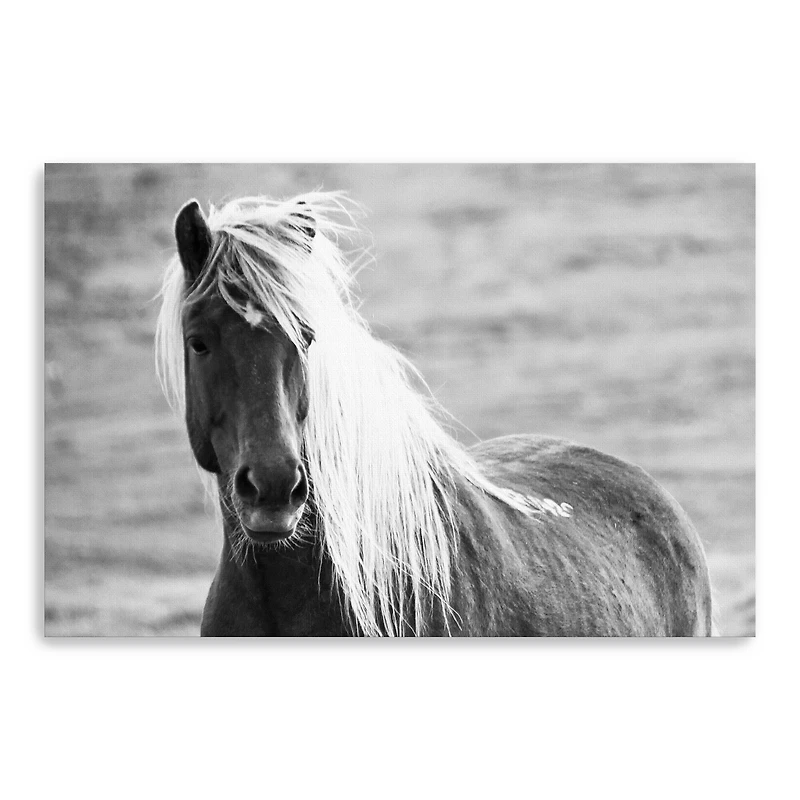 Islandic Horse Canvas Giclee