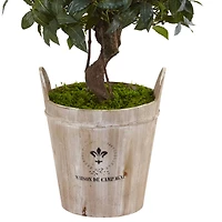 4.5ft. Sweet Bay Double Topiary Tree in Farmhouse Planter