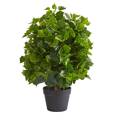 2ft. Potted Ficus Tree