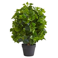 2ft. Potted Ficus Tree