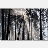 Designart - Sunbeams through Black White Forest