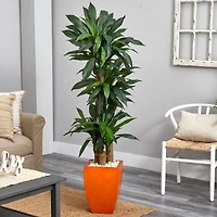 5.5ft. Dracaena Plant in Orange Planter 