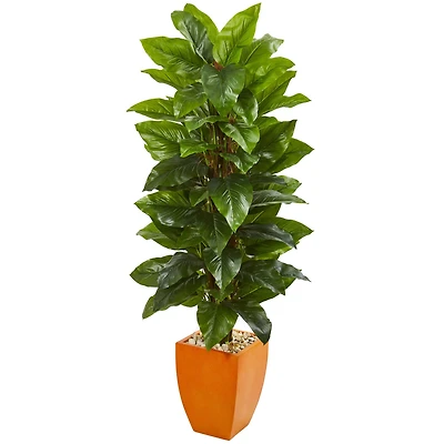 5.5ft. Large Leaf Philodendron Plant in Orange Planter