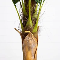 6ft. Potted Coconut Palm Tree