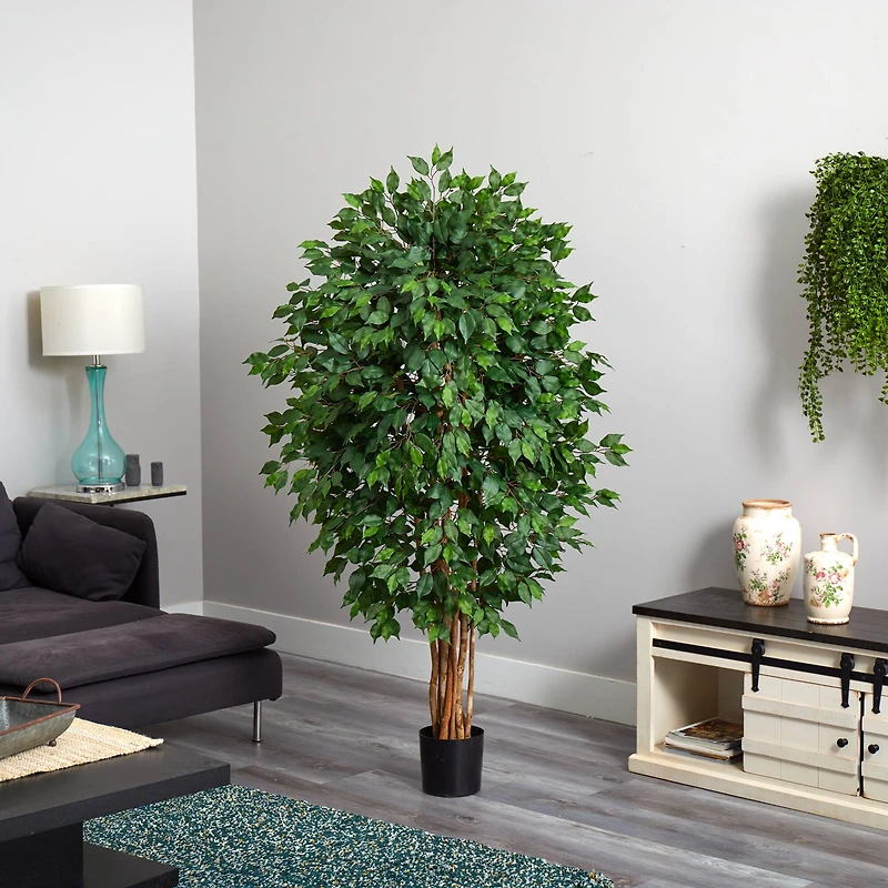 5.5ft. Potted Ficus Tree
