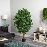5.5ft. Potted Ficus Tree
