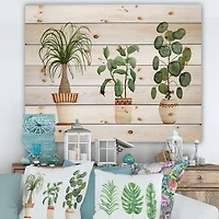 Designart - Trio of House Plants Ponytail Palm and Ficus