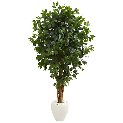 6ft. Ficus Tree with White Planter