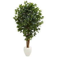 6ft. Ficus Tree with White Planter