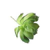 Flora Bunda® Large Little Gem Succulent Pick, 6ct.