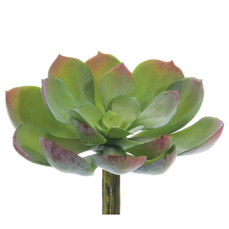 Soft Touch Green & Red Echeveria Pick
